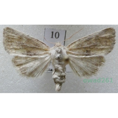 Photedes fluxa (Hübner, 1809) Czech10